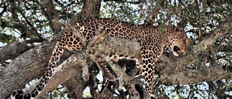 Kenya Budget Safari Package Wildlife Adventure - Touroogle