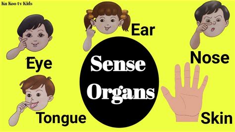 Sense Organs II Learn about five senses II Human Sense Organs II Ku Koo Tv Kids - YouTube