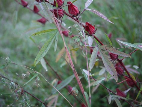 Lal Ambari (Hindi: लाल अम्बाड़ी) | Malvaceae (mallow family) … | Flickr