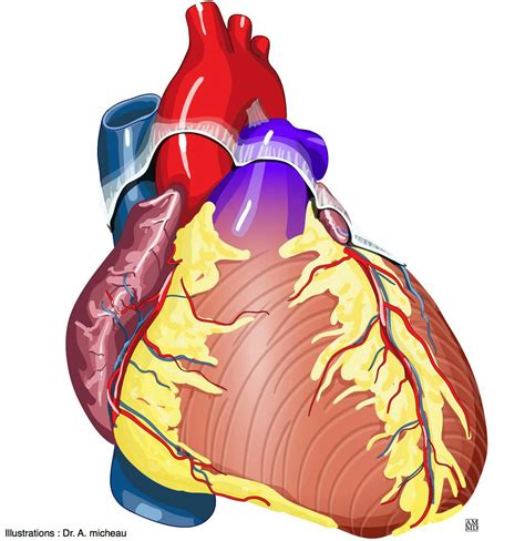 Fibrous Pericardium Diaphragm