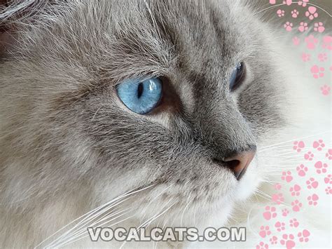 Blue Point Ragdoll: Complete Guide - Vocal Cats