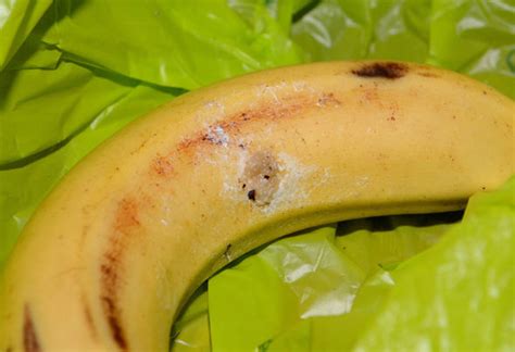 Mother horrified to find deadly spider eggs in bananas | Express.co.uk