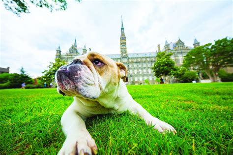 Georgetown University mascot Jack the Bulldog’s D.C. dream day includes ...