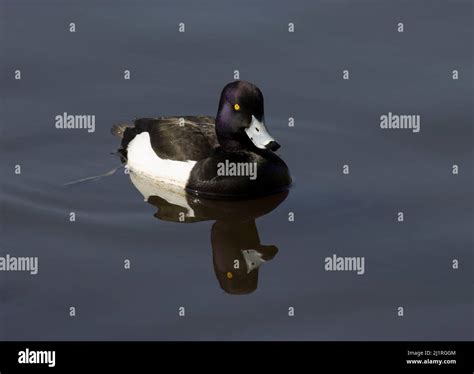 Male Tufted Duck Aythya Fuligula Stock Photo - Alamy