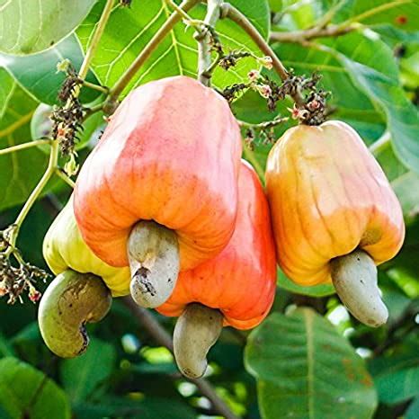 Cashew Tree Height 3 4 FT At LemonFire.com