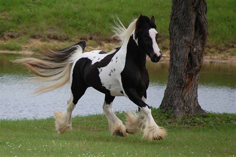 What is a Cob Horse? Learn About the Characteristics of this Unique ...