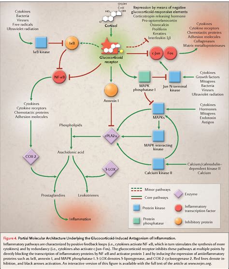 Figure 1 from Antiinflammatory action of glucocorticoids--new mechanisms for old drugs ...