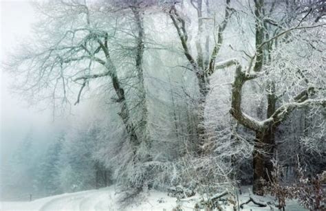 Midwinter Dream | Winter landscape, Scenery, Winter wonder