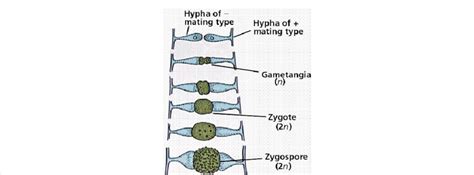 Zygospores