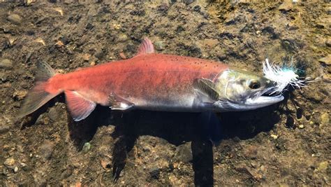 Species #15 — Kokanee – CaughtOvgard