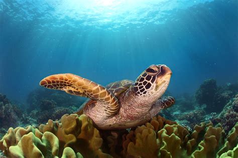 Turtle Hd, HD Animals, 4k Wallpapers, Images, Backgrounds, Photos and Pictures