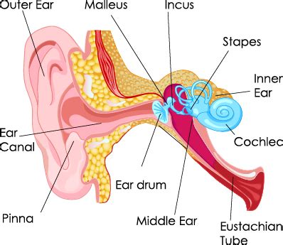 Middle Ear Fluid - NACD International | The National Association for ...