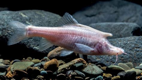 Unicorn-like blind fish discovered in dark waters deep in Chinese cave | Live Science