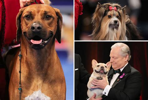 2025 Westminster Dog Show Tickets: Secure Your Spot at the Ultimate Canine Event! - Dog Show TV