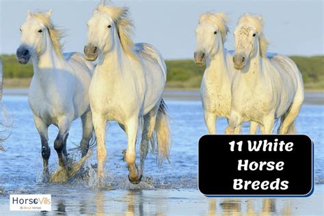 11 Beautiful White Horse Breeds (History & Characteristics)