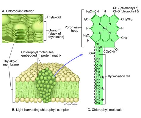 Chlorophyll Molecular Structure | Carlson Stock Art