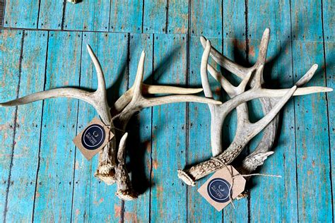 3 pack extra small deer antler. Craft grade deer antler. Whole | Etsy