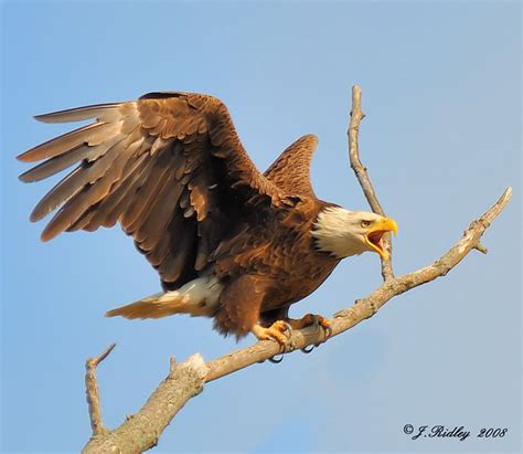 "Screaming Eagle" | Jim Ridley | Flickr