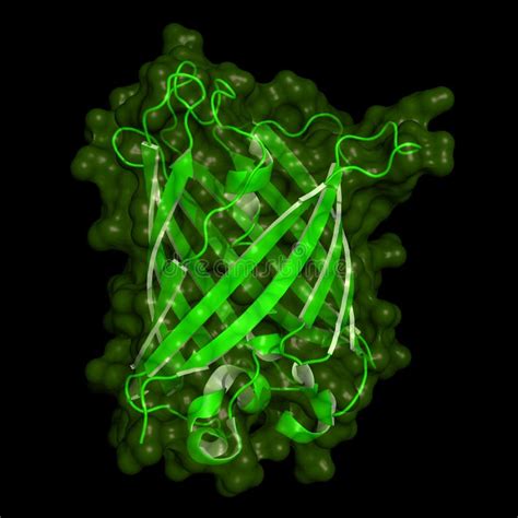 1+ Green fluorescent protein Free Stock Photos - StockFreeImages