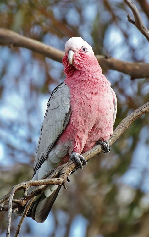 77 best Galah images on Pinterest | Bird, Birds and Australia