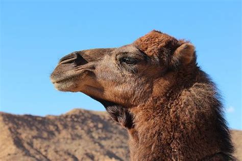 10 Facts about Dromedary Camels - Fact File