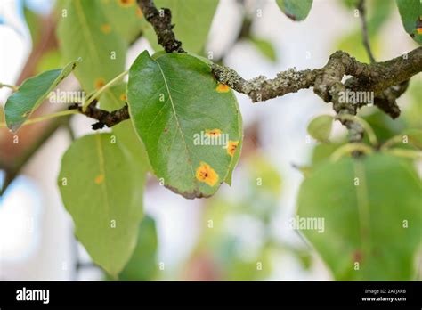 pear tree diseases nz - Tracey Baumgartner