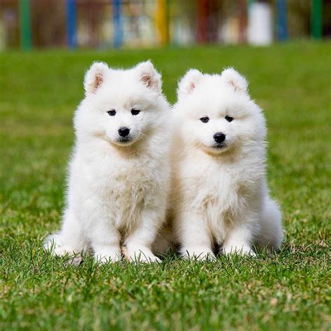 Samoyed Dog Breed Information & Characteristics | Daily Paws