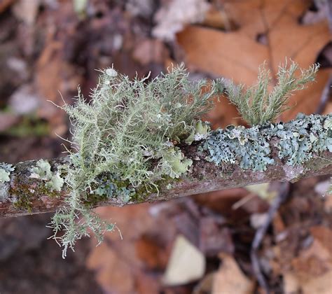 Lichens On Branch Lichen Cyanobacteria Symbiotic- 20 Inch By 30 Inch Laminated Poster With ...