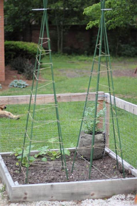 Diy Snap Pea Trellis - How To Build A Bamboo Tri Pod Trellis A Photo ...