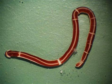 Ribbon Worms - Phylum Nemertea. They are common in shallow, temperate water. They feed on other ...