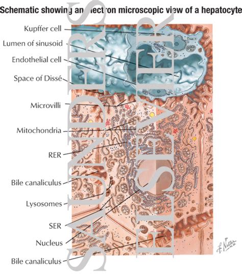 Ultramicroscopic Structure of Normal Liver Cells