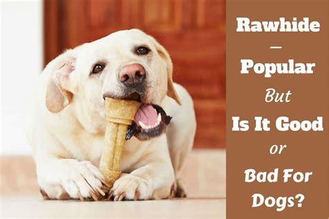 Is Rawhide Bad for Dogs? Or is it Good and Safe?