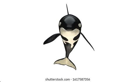 Orca Whale Front Photos, Images & Pictures | Shutterstock