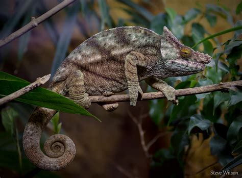 Parson's Chameleon | The largest chameleon in the world, Par… | Flickr