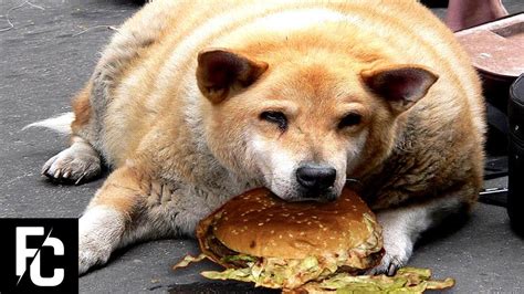 5 FATTEST DOGS in the World | Fact Central - YouTube