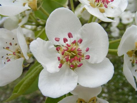 Images For > Dwarf Flowering Pear Tree | Flowering pear tree, Pear trees, Pear