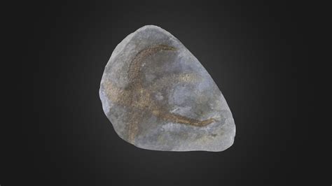 Asteroid: Urasterella sp. (PRI 76788) - Download Free 3D model by ...