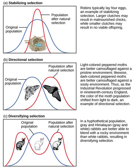 Directional Selection Peppered Moth