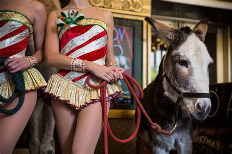 7 fun facts about ‘Dominick The Donkey,’ N.J.’s Christmas classic - nj.com