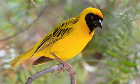 Weaver Bird - A-Z Animals