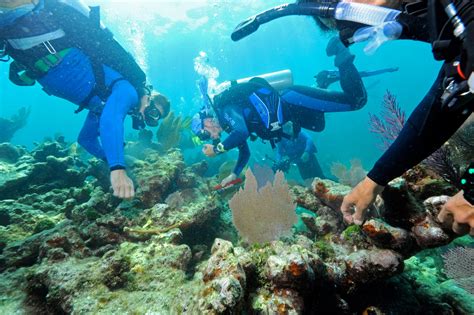 Divers volunteer to revitalize the coral reef