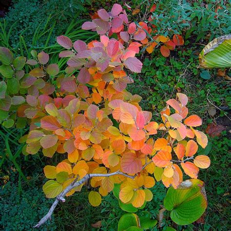 Outsiders Landscape Group: Fothergilla 'Blue Shadow'