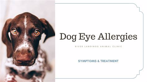 Dog Eye Allergies: Symptoms and Treatment — River Landings Animal Clinic in Bradenton, Florida