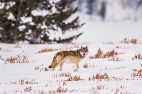 Wolf in Winter Photo | Yellowstone | Wyoming | Photos by Jess Lee