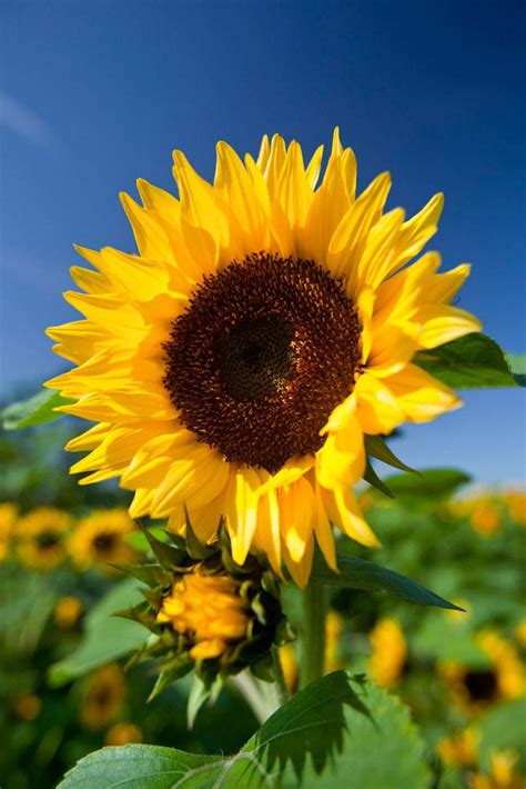 Helianthus annuus / Girasol común / 50_Seeds - Etsy México | Sunflower ...