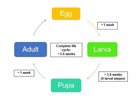 Life cycle - Rice Water Weevil