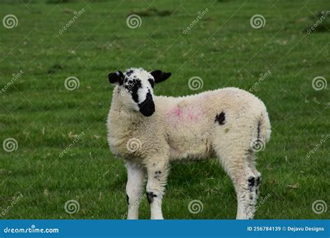 Precious White and Black Lamb Standing in a Field Stock Image - Image of rural, animal: 256784139