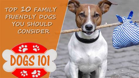 Looking for the BEST family Dog? Here are the Top 10 Family friendly ...