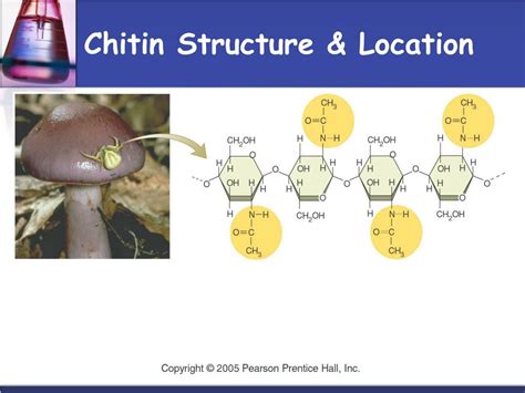 PPT - CH 3 Biological Molecules (Biomolecules) PowerPoint Presentation - ID:813693