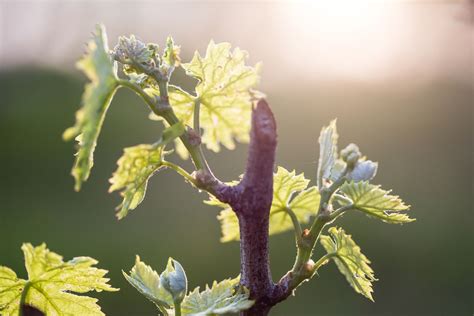 How to Select, Plant, and Care for Grapes